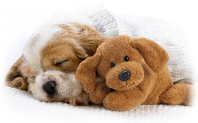 Dog sleeping stuffed animal blanket free wallpaper - medium preview image