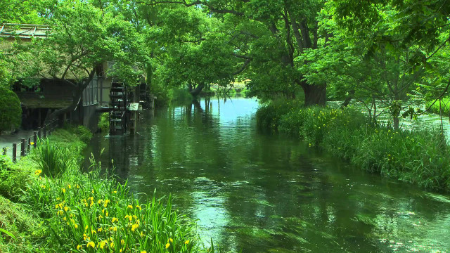 River lush forest trees flowers free wallpaper - medium preview image