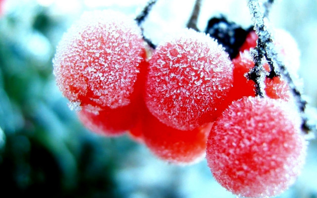 Red berries ice snow blurry free wallpaper - medium preview image