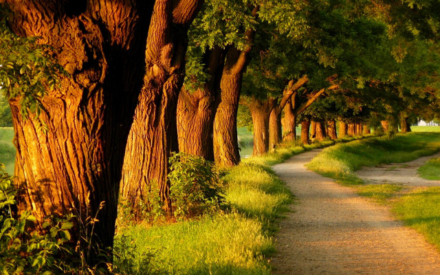 Dirt road trees grass path #2 free wallpaper - medium preview image