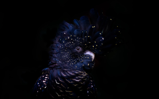 Black bird blue white holography free wallpaper - medium preview image