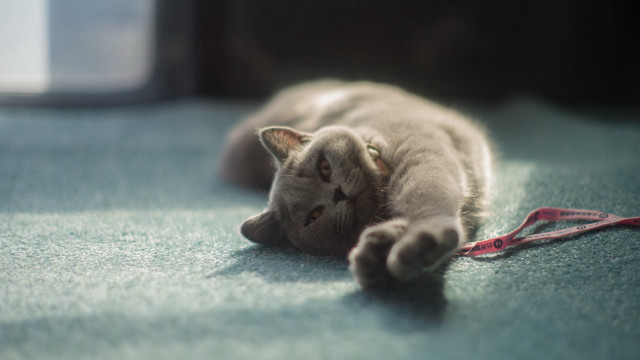 Cat leash window floor tilt free wallpaper - medium preview image