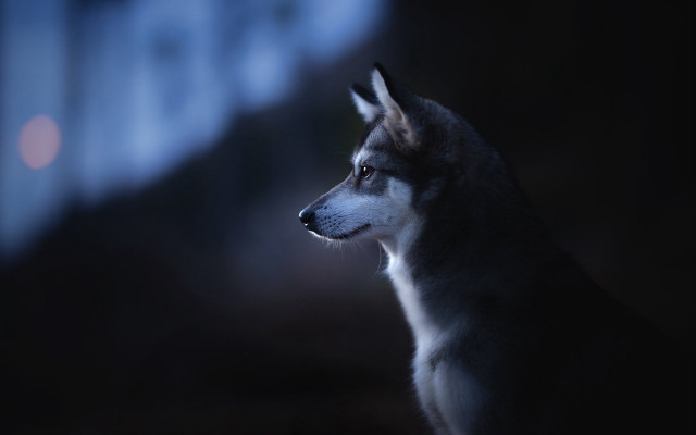 Dog moonlit animal portrait blurry free wallpaper - medium preview image