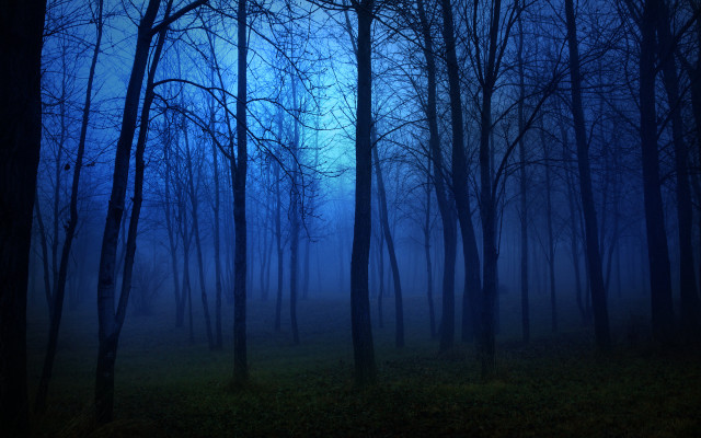 Dark moon forest bamboo trees #2 free wallpaper - medium preview image