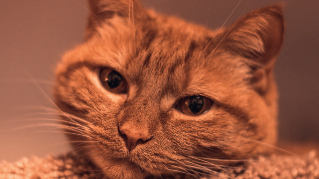 Sad cat on rug tiltshift free wallpaper - medium preview image