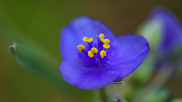 Blue flower yellow stamens green free wallpaper - medium preview image