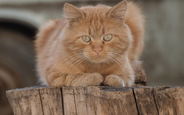 Cat stump sad neoplasticism tone free wallpaper - medium preview image