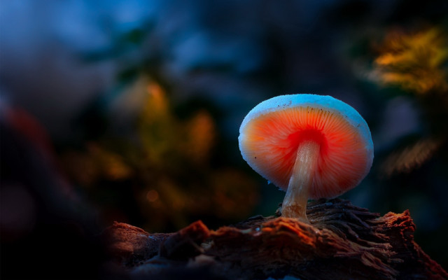 Mushroom red center woods night free wallpaper - medium preview image