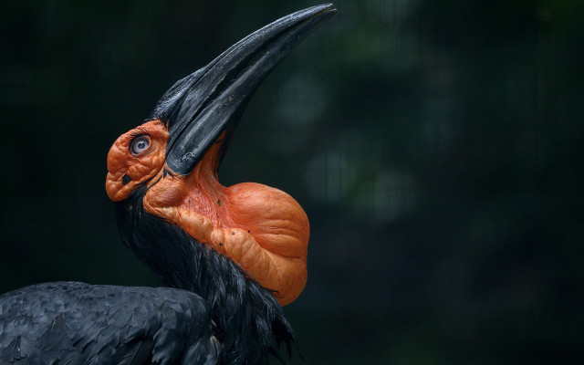 Bird beak orange head black free wallpaper - medium preview image