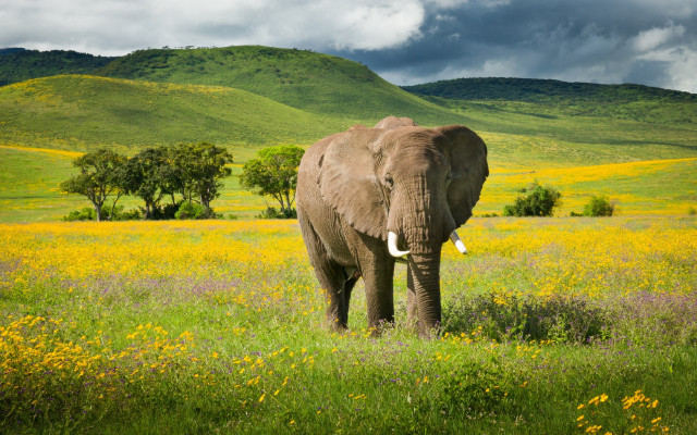 Elephant flower field mountain clouds free wallpaper - medium preview image
