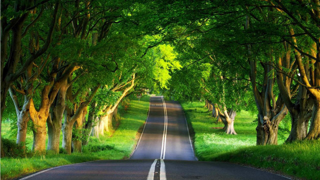 Road trees grass surrounded nature free wallpaper - medium preview image