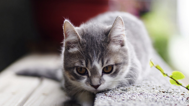 Sad cat bench plant superflat free wallpaper - medium preview image
