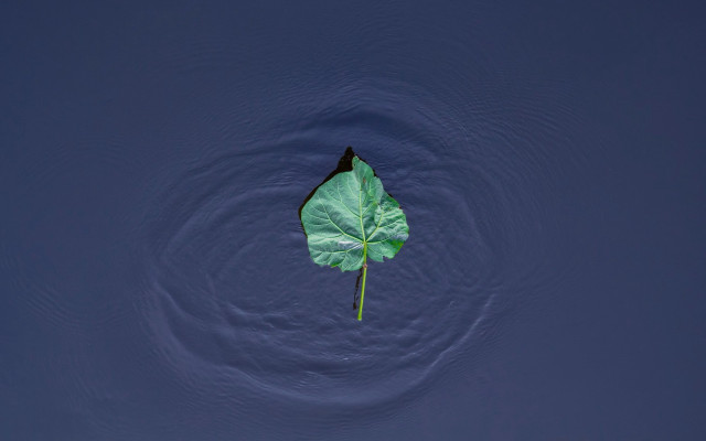 Leaf water circular design minimalism free wallpaper - medium preview image