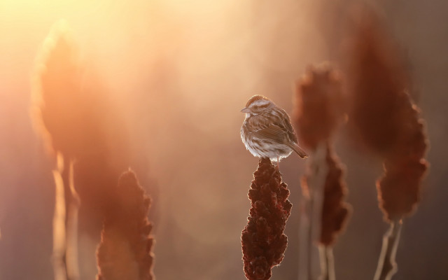 Bird on tall plant backlit free wallpaper - medium preview image