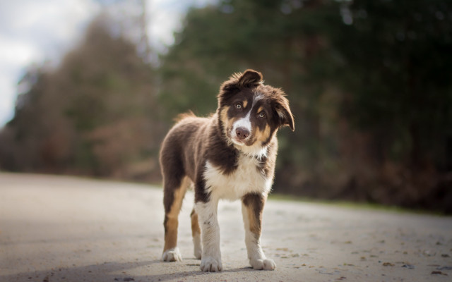 Dog road trees sky blurry free wallpaper - medium preview image