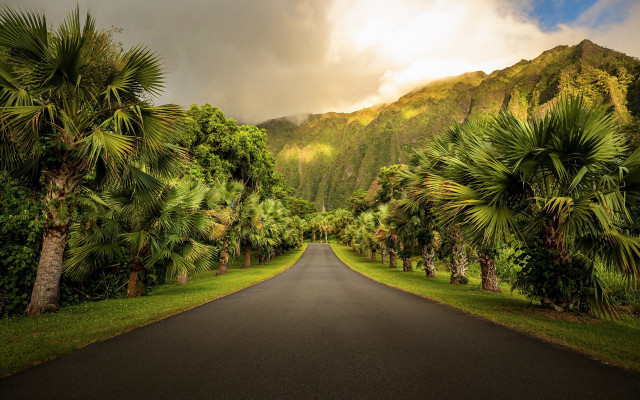 Road palm mountains cloudy sky free wallpaper - medium preview image