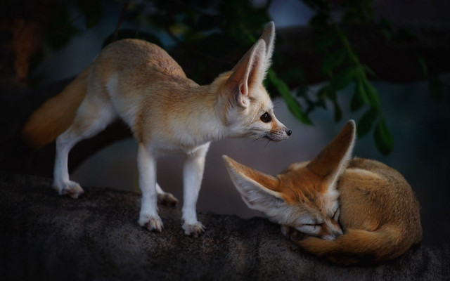 Two foxes rock sleeping looking free wallpaper - medium preview image