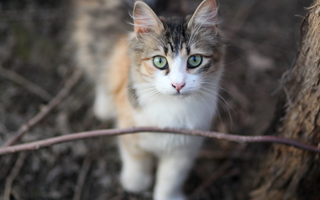 Cat green eyes woods serious free wallpaper - medium preview image