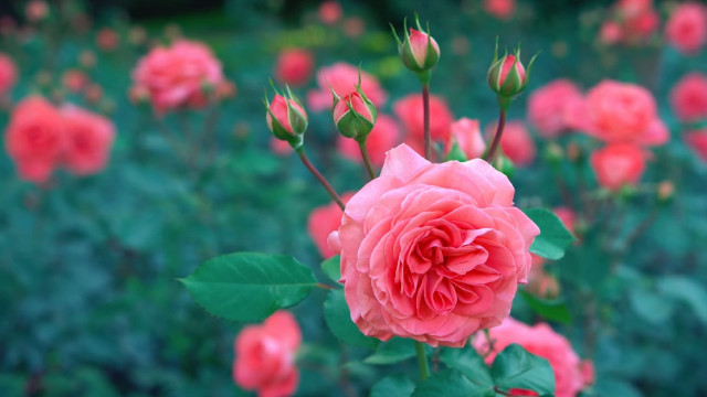 Pink rose blooming green leaves free wallpaper - medium preview image