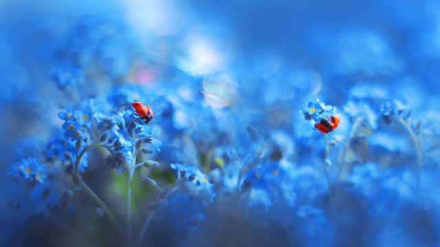 Blue flowers red bugs macro free wallpaper - medium preview image