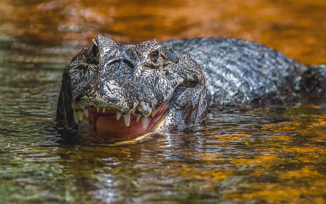 Alligator water open teeth sunset free wallpaper - medium preview image