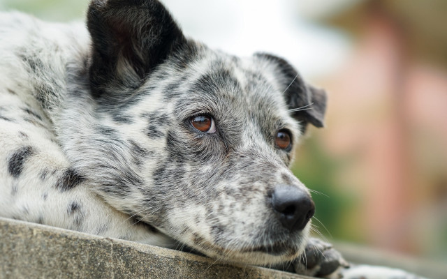 Dog ledge looking distance blurry free wallpaper - medium preview image