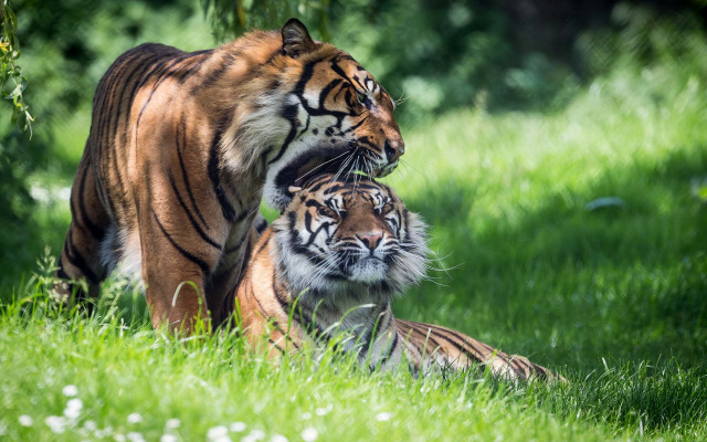 Tigers walking grass sunlight blurry free wallpaper - medium preview image