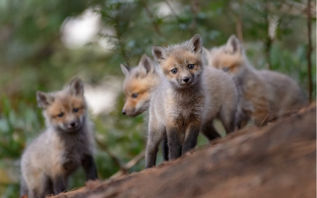 Foxes tree trunk forest bokeh free wallpaper - medium preview image