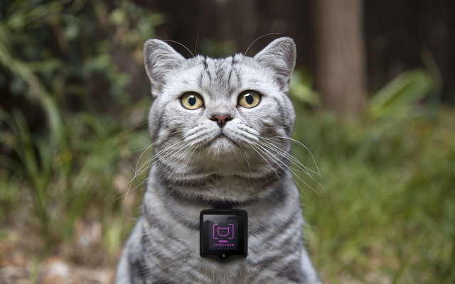 Cat smartwatch grass bokeh photorealistic free wallpaper - medium preview image
