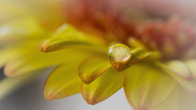 Yellow flower water droplets macro #10 free wallpaper - medium preview image