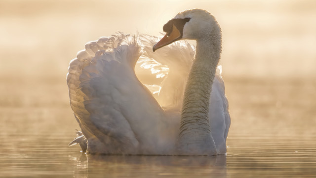 Swan water fog backlit beach free wallpaper - medium preview image