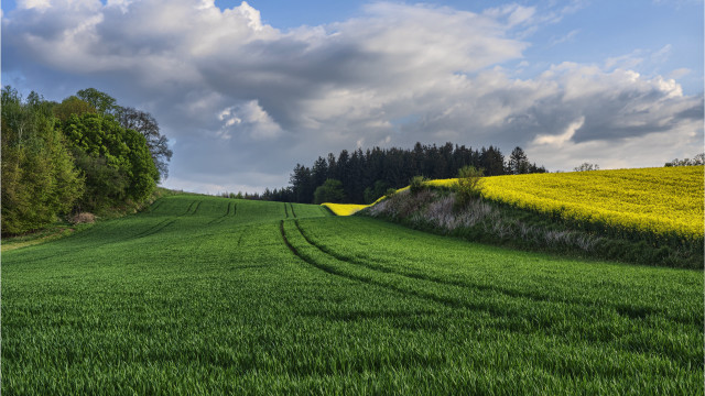 Green field trees blue sky #6 free wallpaper - medium preview image