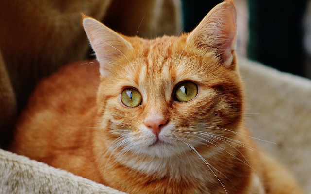Cat green eyes sad laying free wallpaper - medium preview image