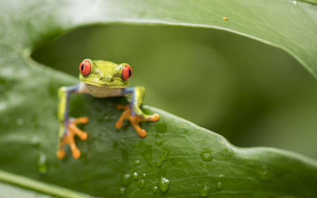 Frog red eyes leaf water free wallpaper - medium preview image