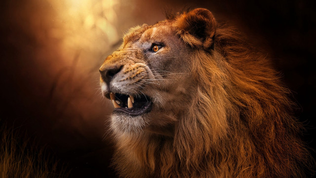Lion open mouth photorealistic wildlife free wallpaper - medium preview image