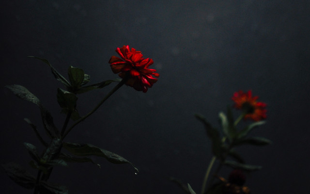 Red flower vase table dark free wallpaper - medium preview image