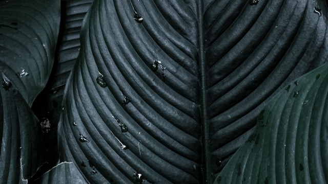 Black white leaf water macro free wallpaper - medium preview image