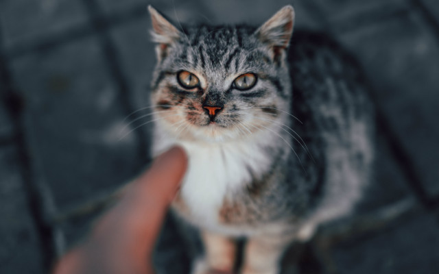 Cat looking up hand holding free wallpaper - medium preview image