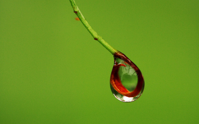 Water drop green stem red free wallpaper - medium preview image