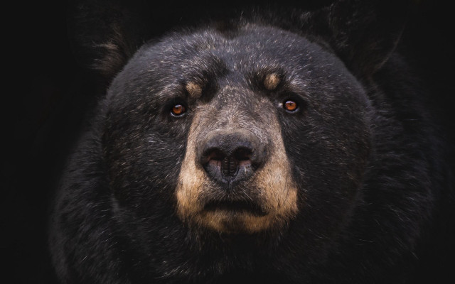 Black bear closeup brown nose free wallpaper - medium preview image