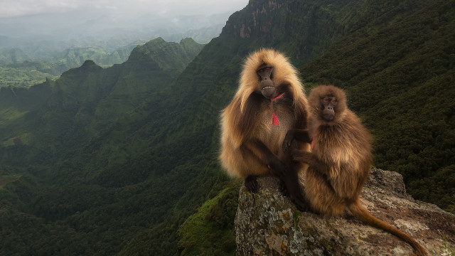 Monkeys rock mountains valley background free wallpaper - medium preview image