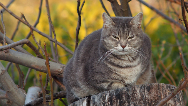 Cat stump forest sad portrait free wallpaper - medium preview image