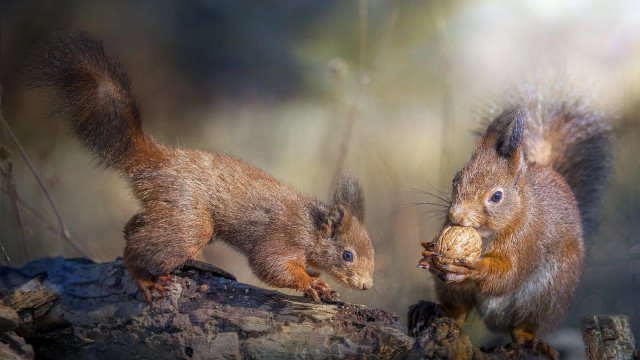 Squirrels eating branch woods blurry free wallpaper - medium preview image