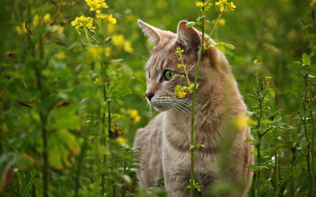 Cat field flower grass bush #3 free wallpaper - medium preview image
