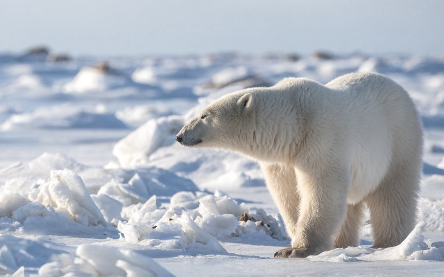 Polar bear snow wildlife ecological free wallpaper - medium preview image