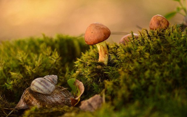 Mushrooms moss leaves nature macro free wallpaper - medium preview image