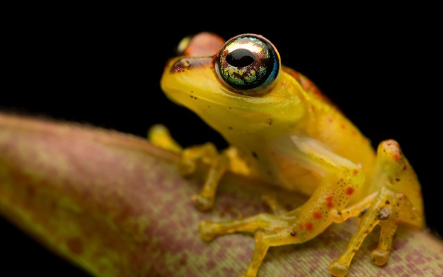 Yellow frog leaf cloisonnism macro free wallpaper - medium preview image