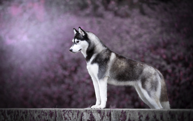 Husky ledge dark purple blurry free wallpaper - medium preview image
