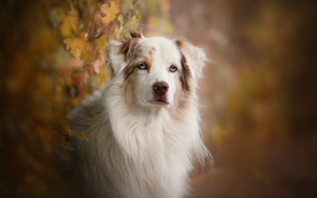 Dog blue eyes photorealistic autumn free wallpaper - medium preview image