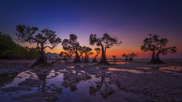 Sunset trees water autumn leaves free wallpaper - medium preview image